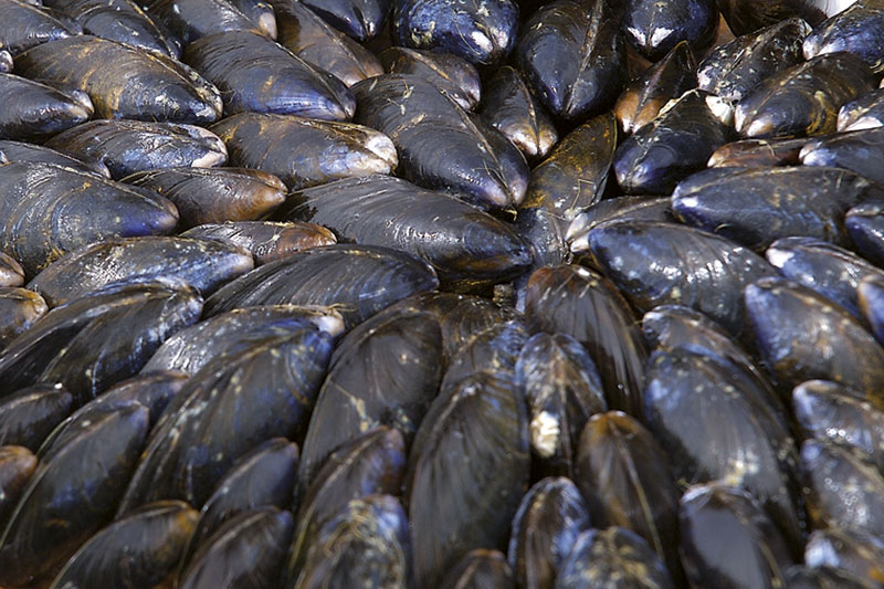 Cuisson aux aiguilles de pin
